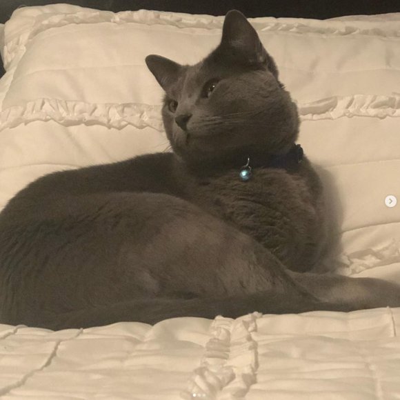 Meet your Posher, NightBird - Picture 5 of 9